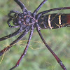 Red-legged Golden Orb-Web Spider