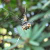Spiny orb-weaver spider or Four-spined Jewel Spider 
