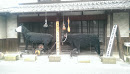 目川農業の牛