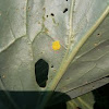 Small Cabbage White butterfly eggs