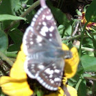 Common Checkered Skipper