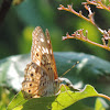 Hackberry Emperor Butterfly