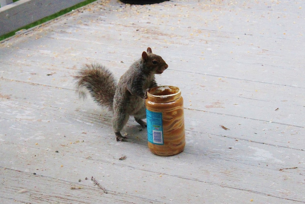 Eastern Gray Squirrel (with peanut butter)