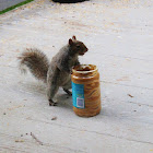 Eastern Gray Squirrel (with peanut butter)