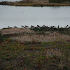 American Oystercatcher