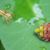 jumping spider and Ricaniid planthopper