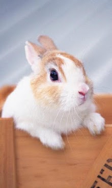 Lovely Little Rabbit