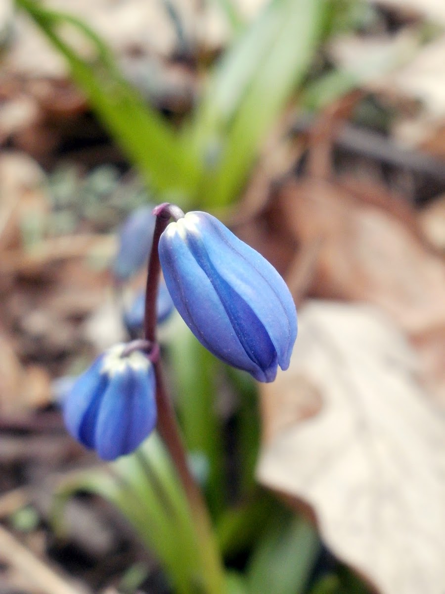 Siberian/Wood Squill