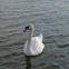 mute swan; cisne vulgar