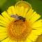 Waisted Duck-hoverfly