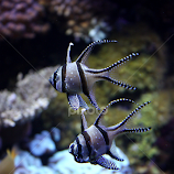 Pesce ghiacciolo by Pietro Ebner -  