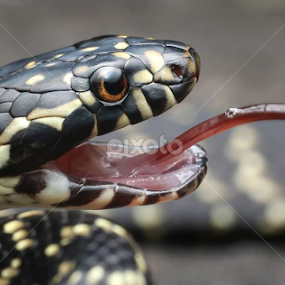 Rare and Endangered by Michael Duncan - Animals Reptiles