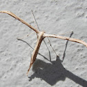 T-moth