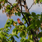 Purple Finch