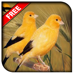 Tutorial Ternak Burung Kenari.apk 1.0