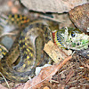 Red necked keelback