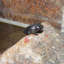 Toad tadpoles