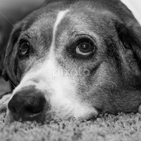 Me, Move? Ugh.... by Kim  G-Smith - Animals - Dogs Portraits