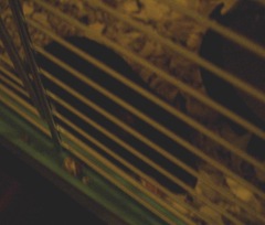 Rats 001
