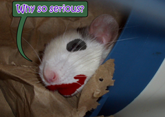 why-so-serious