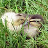 Baby ducks