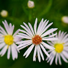 White Aster