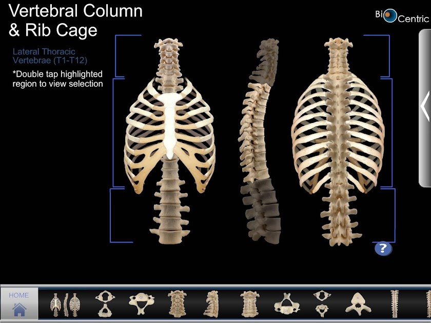 OpenLab.bones Screen 3