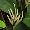 Pleiostachya Flower