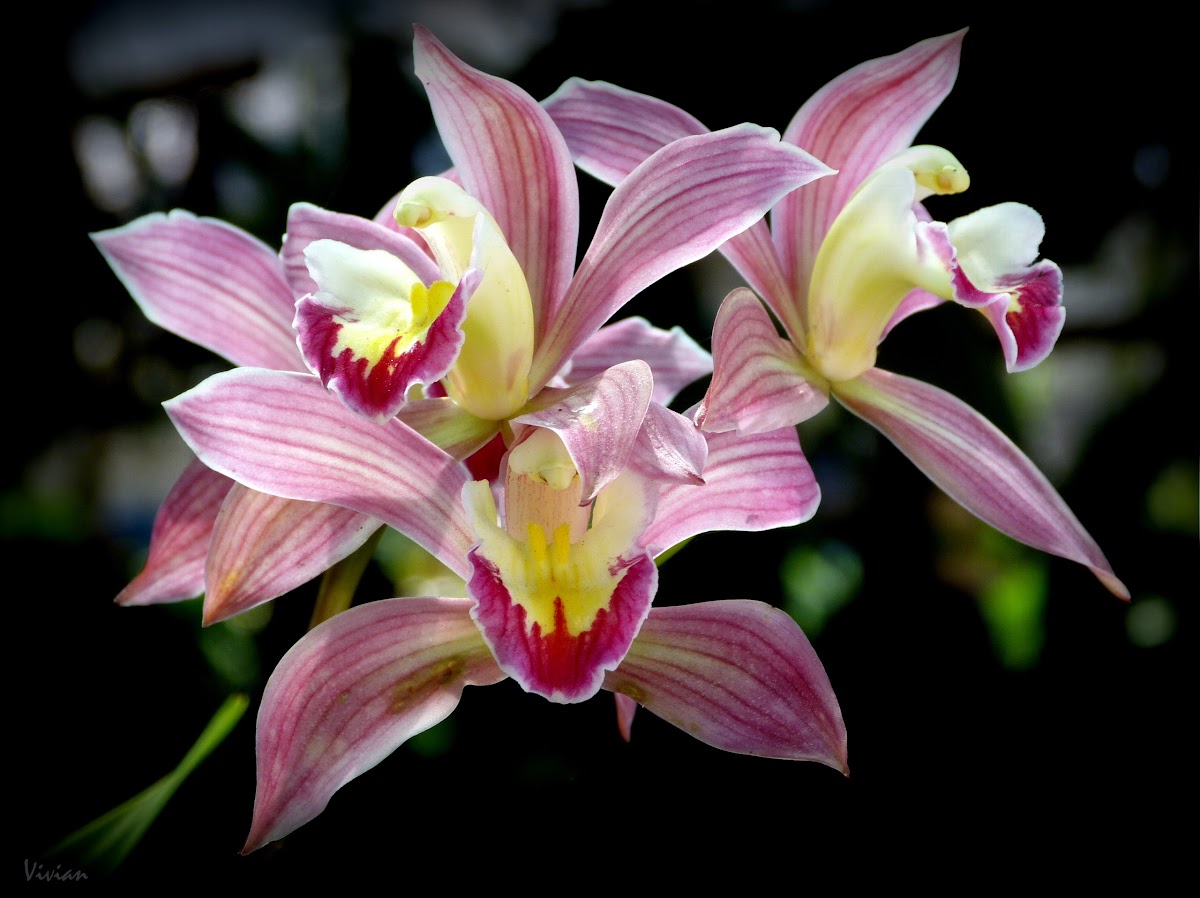 Cymbidium orquídeas