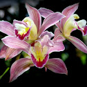 Cymbidium orquídeas