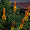 Seven Golden Candlesticks