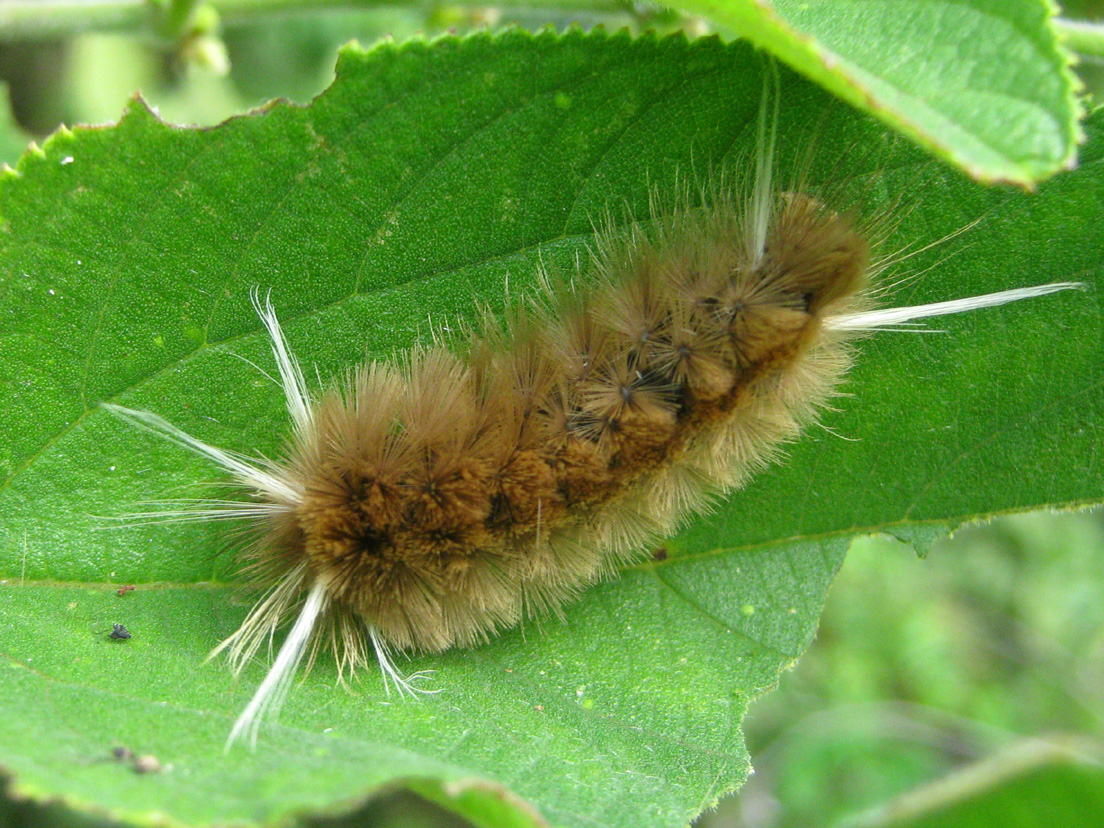 Florida Tussock Moth Caterpillar