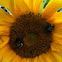 Sunflower with some friends