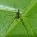 Slender-legged jumping spider