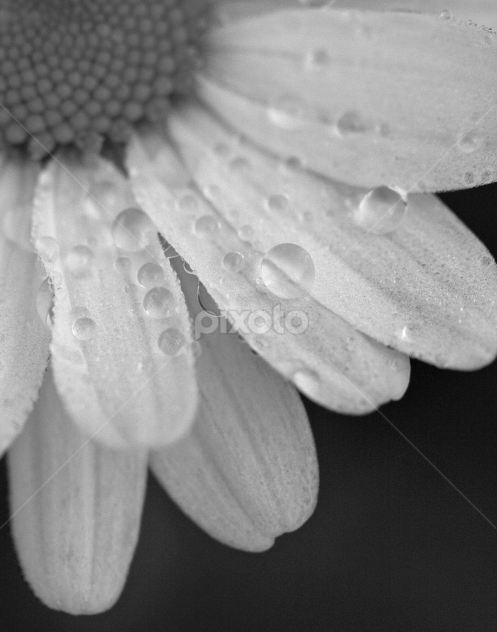 Morning Dew on Daisy in Black & White by Michael Waller - Flowers Single Flower