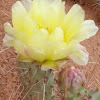 Prickly pear