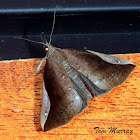 Erebid Moth