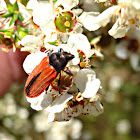 Jewel beetle