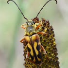 Longhorn Beetle