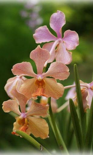 Lovely Orchids Wallpapers