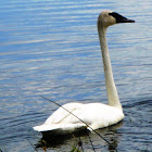 Trumpeter Swan