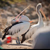 Australian Pelican