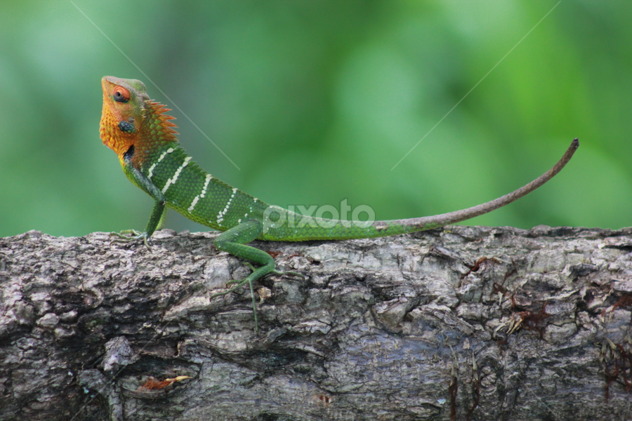 COMMON GREEN FOREST LIZARD(CALOTES CALOTES) by Thirumurugan Govinda Samy - Animals Reptiles