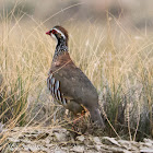 Red-legged Partridge; Perdíz Roja