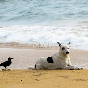 With my unknown best friend by Sandun Lakmal - Animals - Dogs Portraits