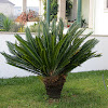 king sago palm