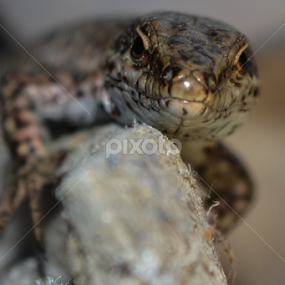 Face to face by Blagoja Pulceski - Animals Reptiles