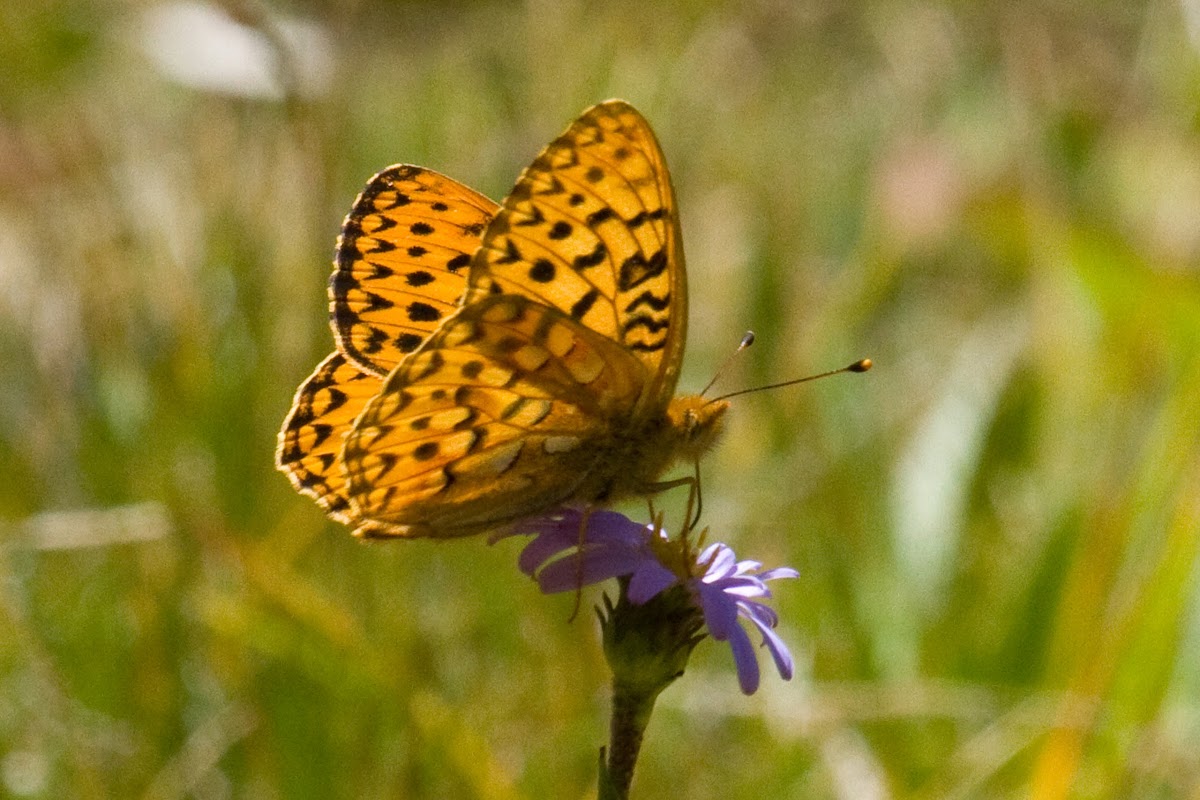 Fritillary