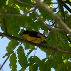 Toche - Thick billed Euphonia
