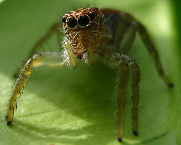 Jumping Spider | Project Noah